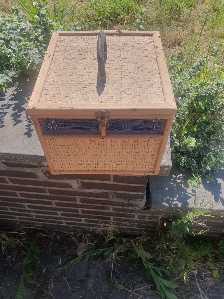 Duivenmand 2 duiven, Dieren en Toebehoren, Vogels | Duiven
