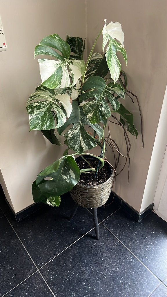 Monstera variegata bladstekken met luchtwortel, Enlèvement ou Envoi