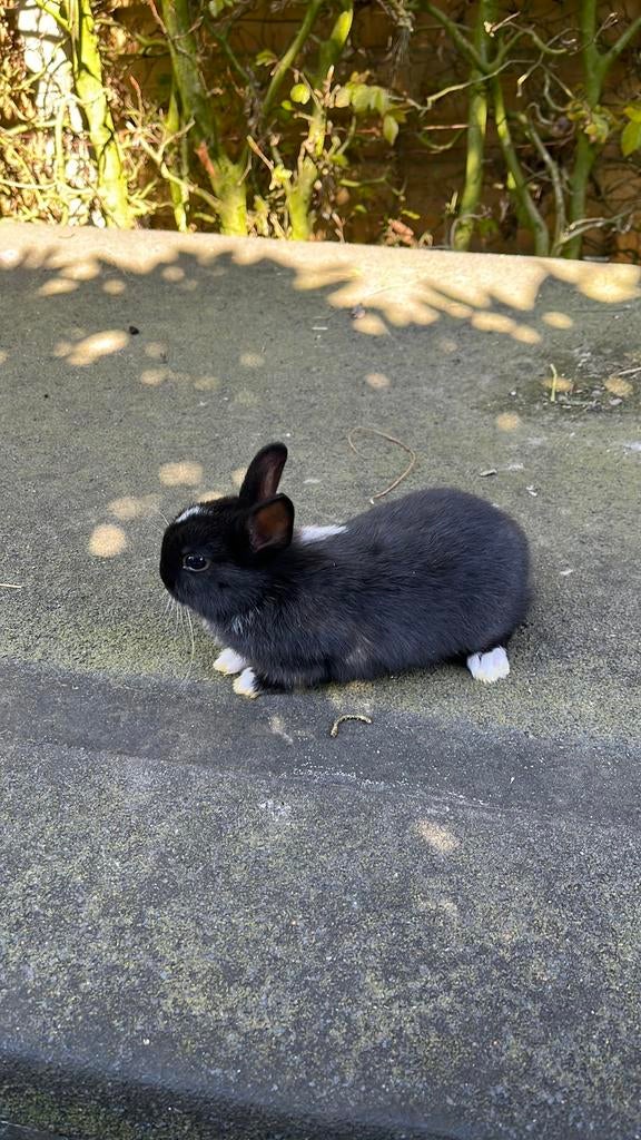 Jong dwergkonijn, Dieren en Toebehoren, Konijnen, Klein