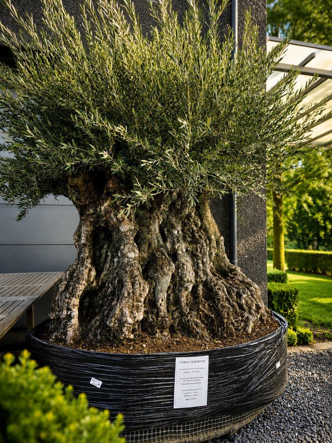 Olijfboom Olea Europaea Bonsai - pracht exemplaar, Ophalen, Olijfboom