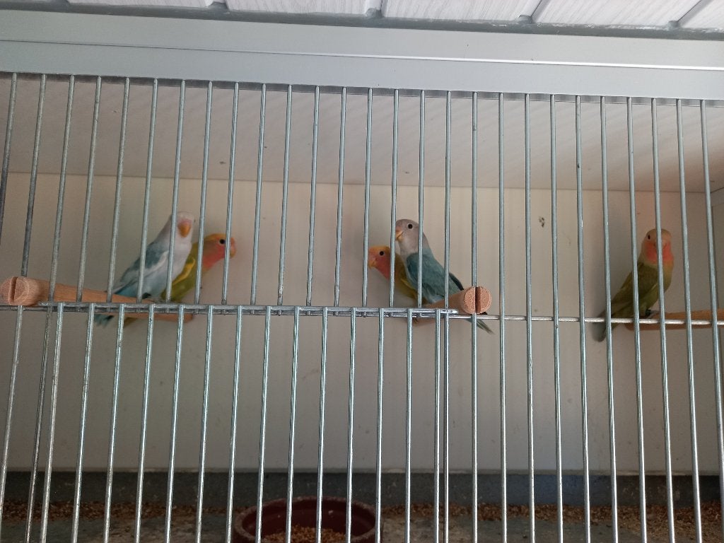 Roseicolli's, Dieren en Toebehoren, Meerdere dieren, Dwergpapegaai of Agapornis, Geringd
