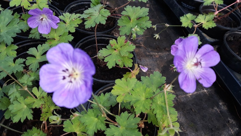 Geranium "rozanne" (ooievaarsbek), Tuin en Terras, Ophalen, Bodembedekkers, Volle zon, Vaste plant