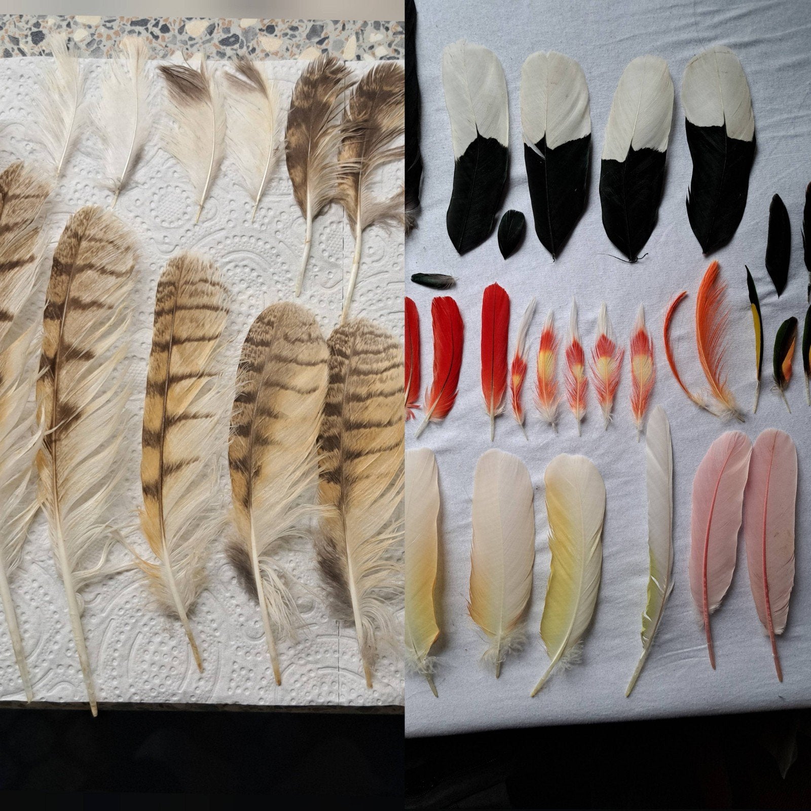 **Je recherchais des plumes pour ma vaste collection de plum, Enlèvement ou Envoi, Oiseaux