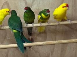 IK WIL KAKARIKIS AANKOPEN!, Dieren en Toebehoren, Vogels | Parkieten en Papegaaien, Parkiet, Geslacht onbekend