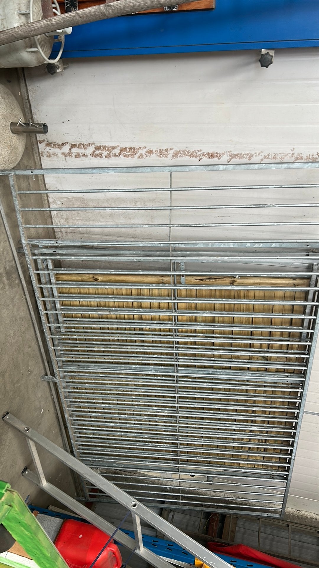 Hondenren galva, Dieren en Toebehoren, Ophalen, Hondenren