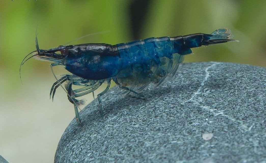 blue velvet garnalen, Kreeft, Krab of Garnaal, Zoetwatervis, Schoolvis