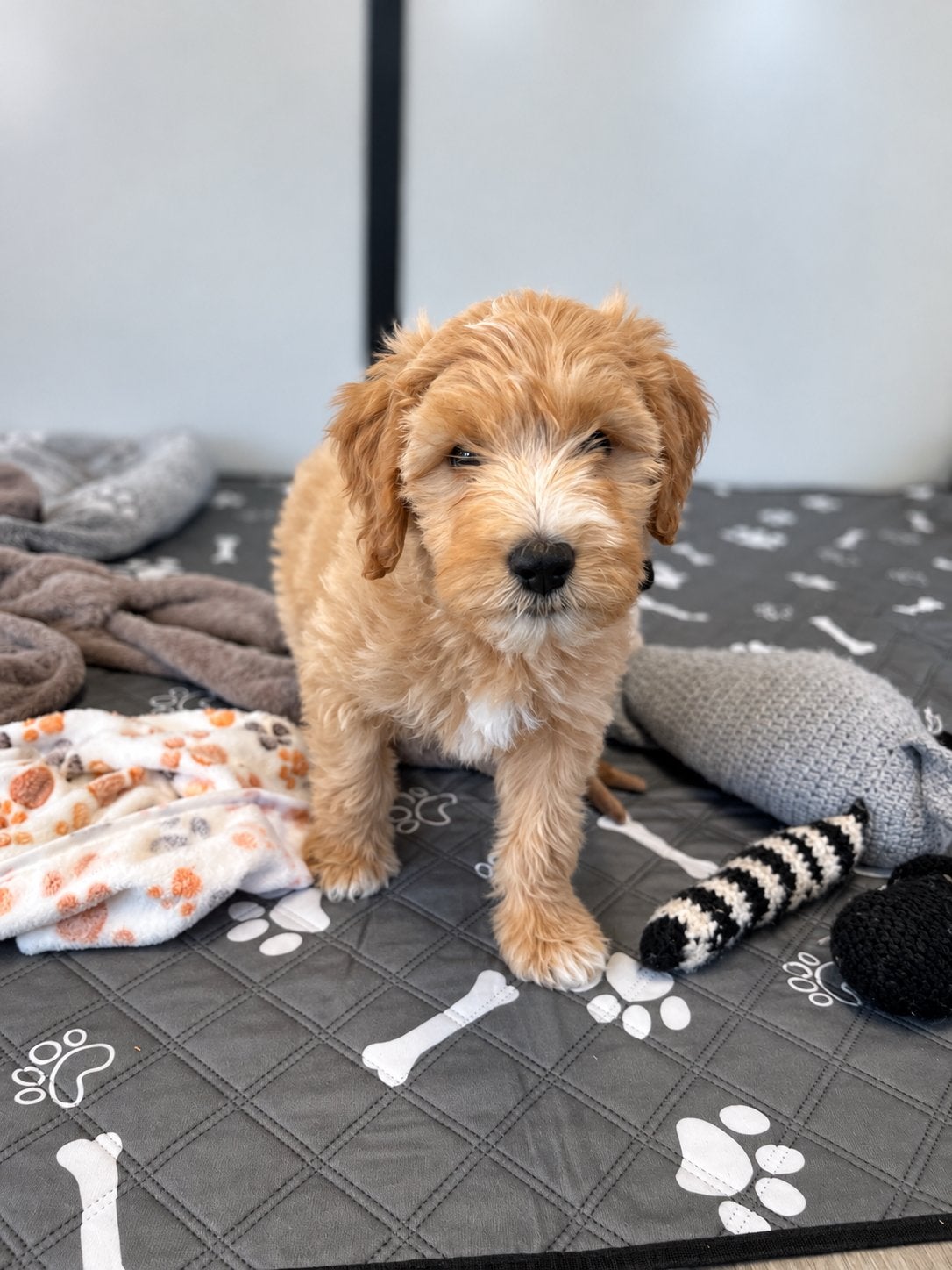 Beaux chiots Goldendoodle, Caniche, Maladie de Carré (chiens), Plusieurs, Belgique