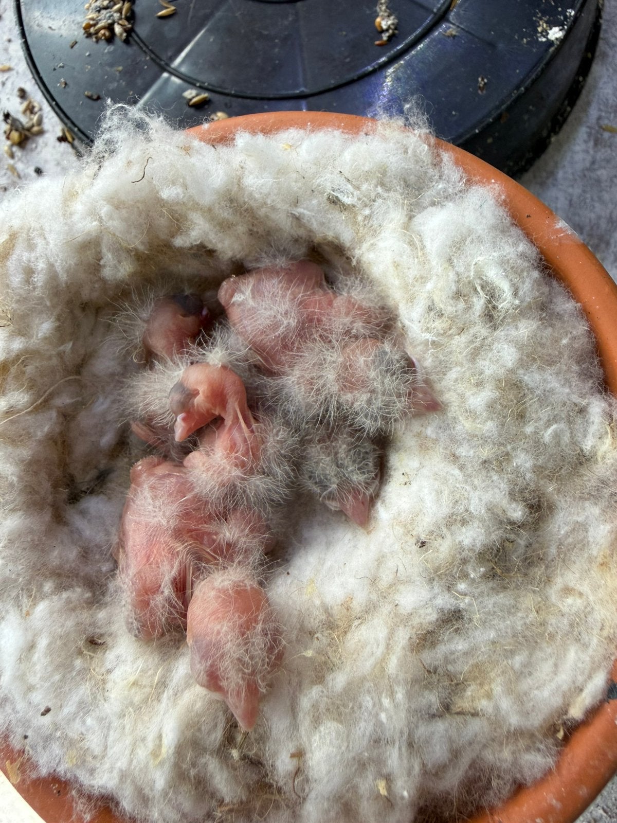 Botvink wk, Hobby en Vrije tijd, Spinnewielen en Spinnen, Ophalen, Zo goed als nieuw