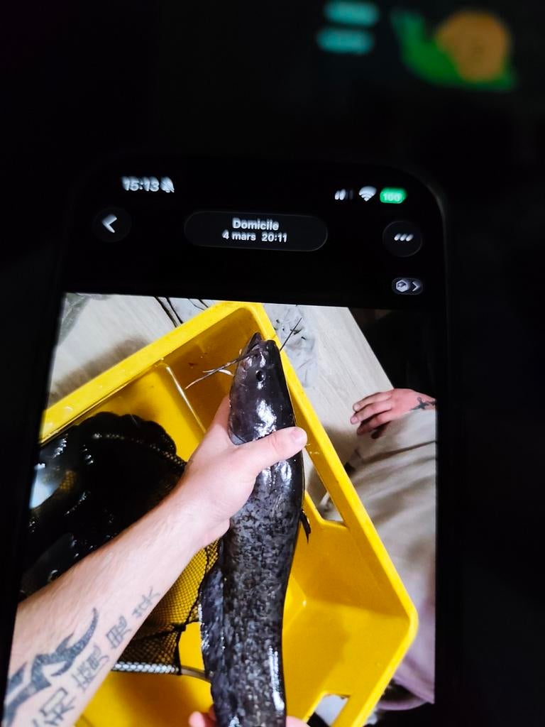 Poissons predateur