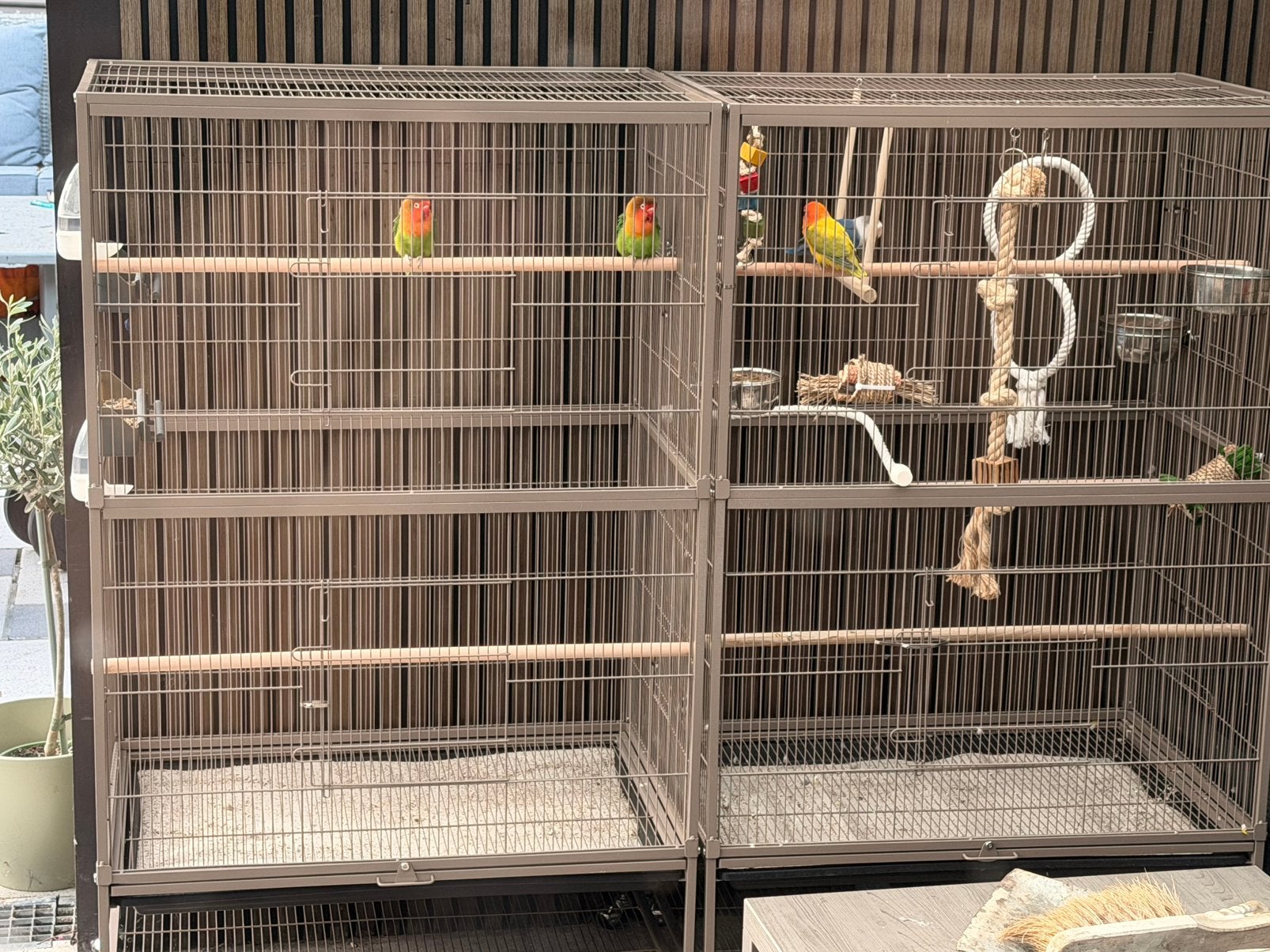 2 x ficheries / dwergpapegaai met kooi, Dieren en Toebehoren