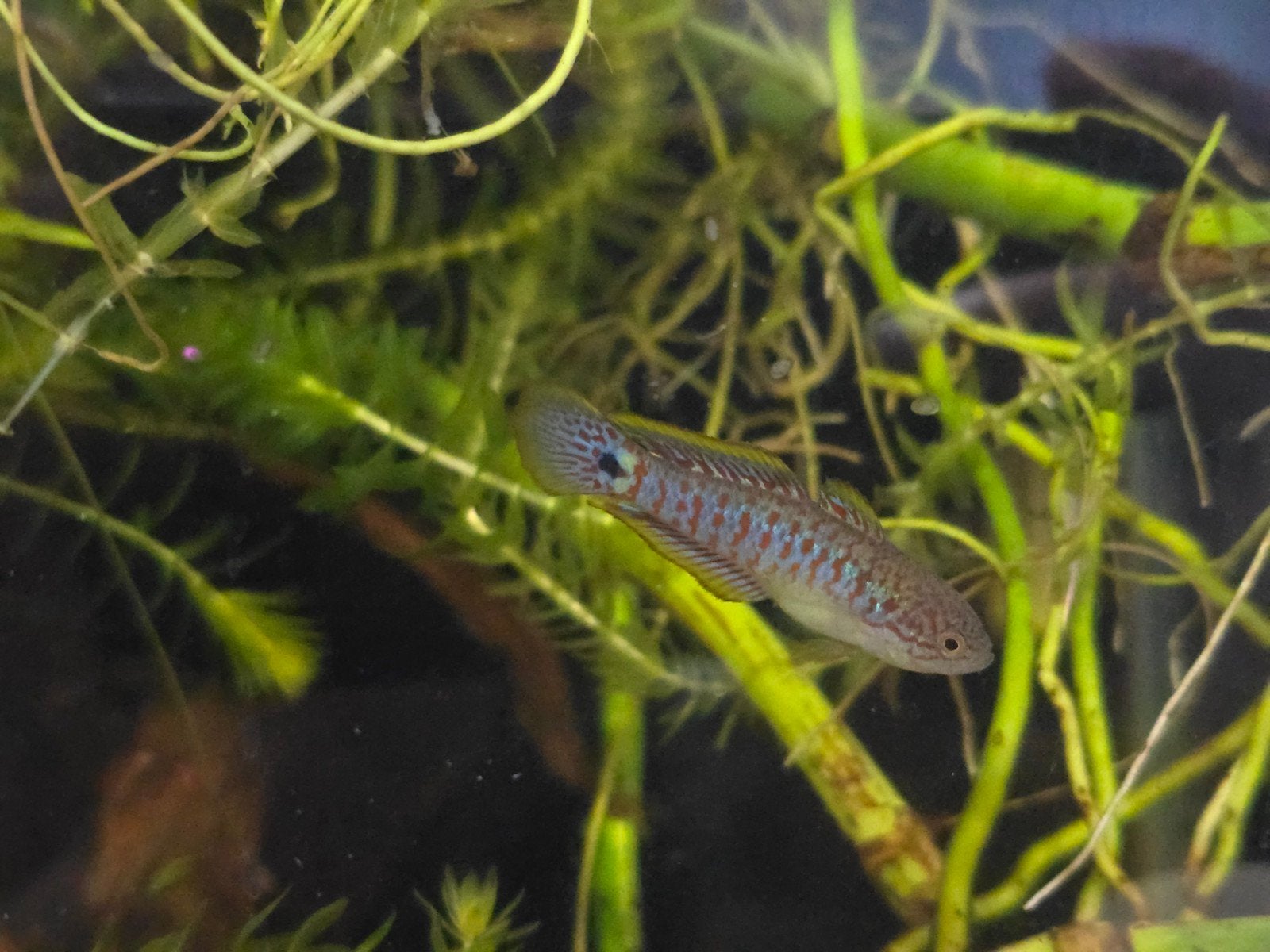 Pauwooggrondel (peacock gudgeon), Dieren en Toebehoren
