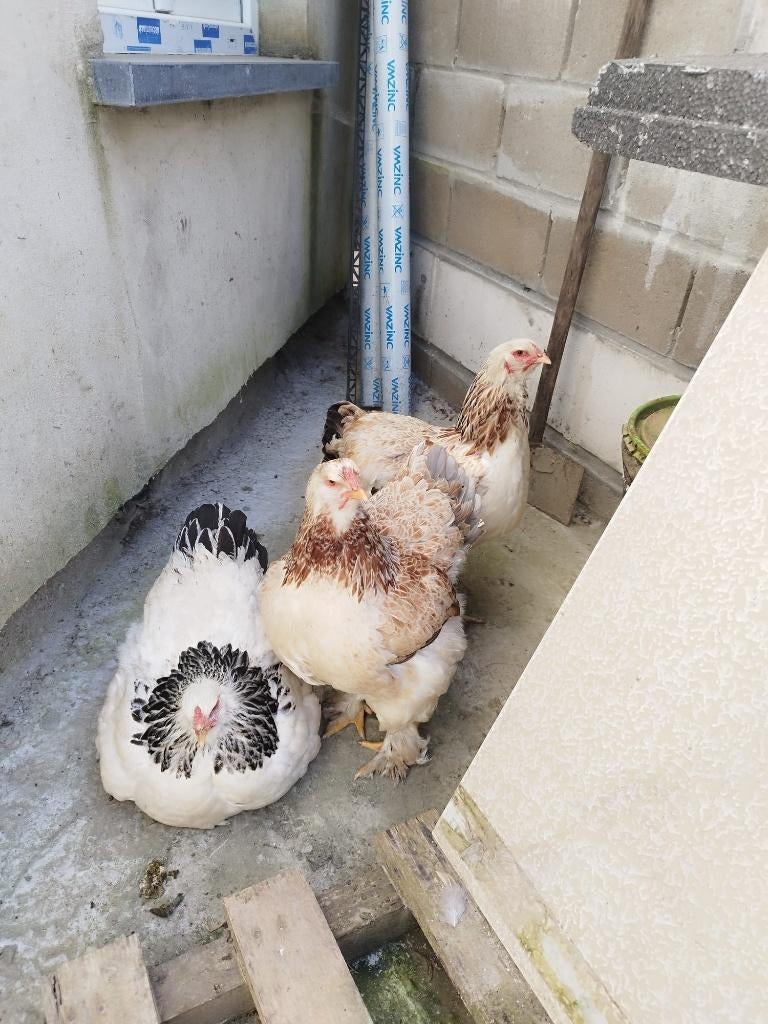 3 poules Brahma, Avril, Femelle