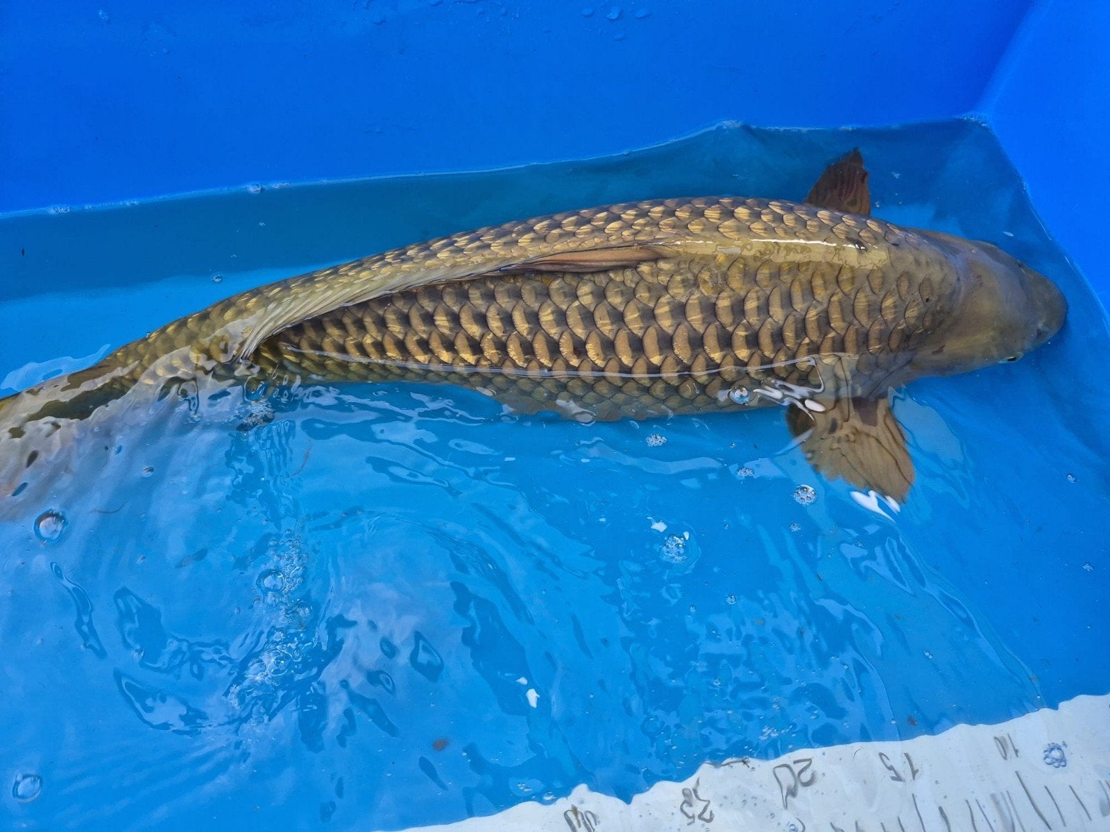 Grote Japanse Koi vijvervis 65-68cm blikvanger