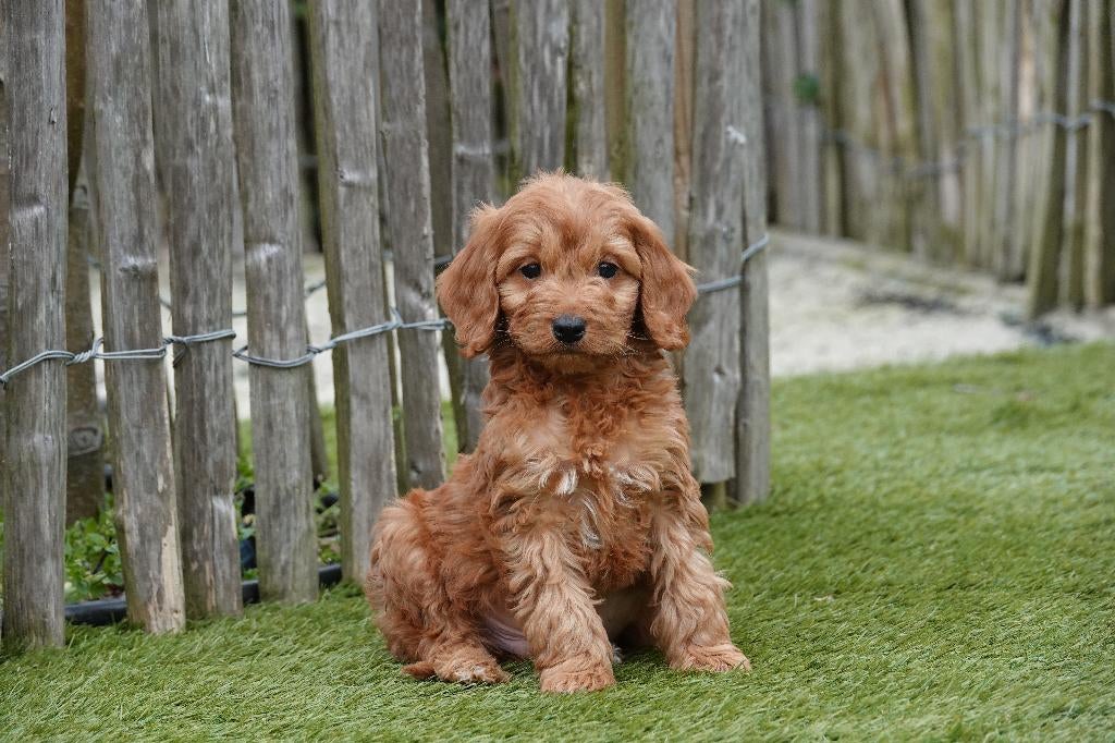 Beaux chiots cockapoo, Animaux & Accessoires, Chiens | Retrievers, Épagneuls & Chiens d'eau, Plusieurs animaux, Autres races, Éleveur | Professionnel