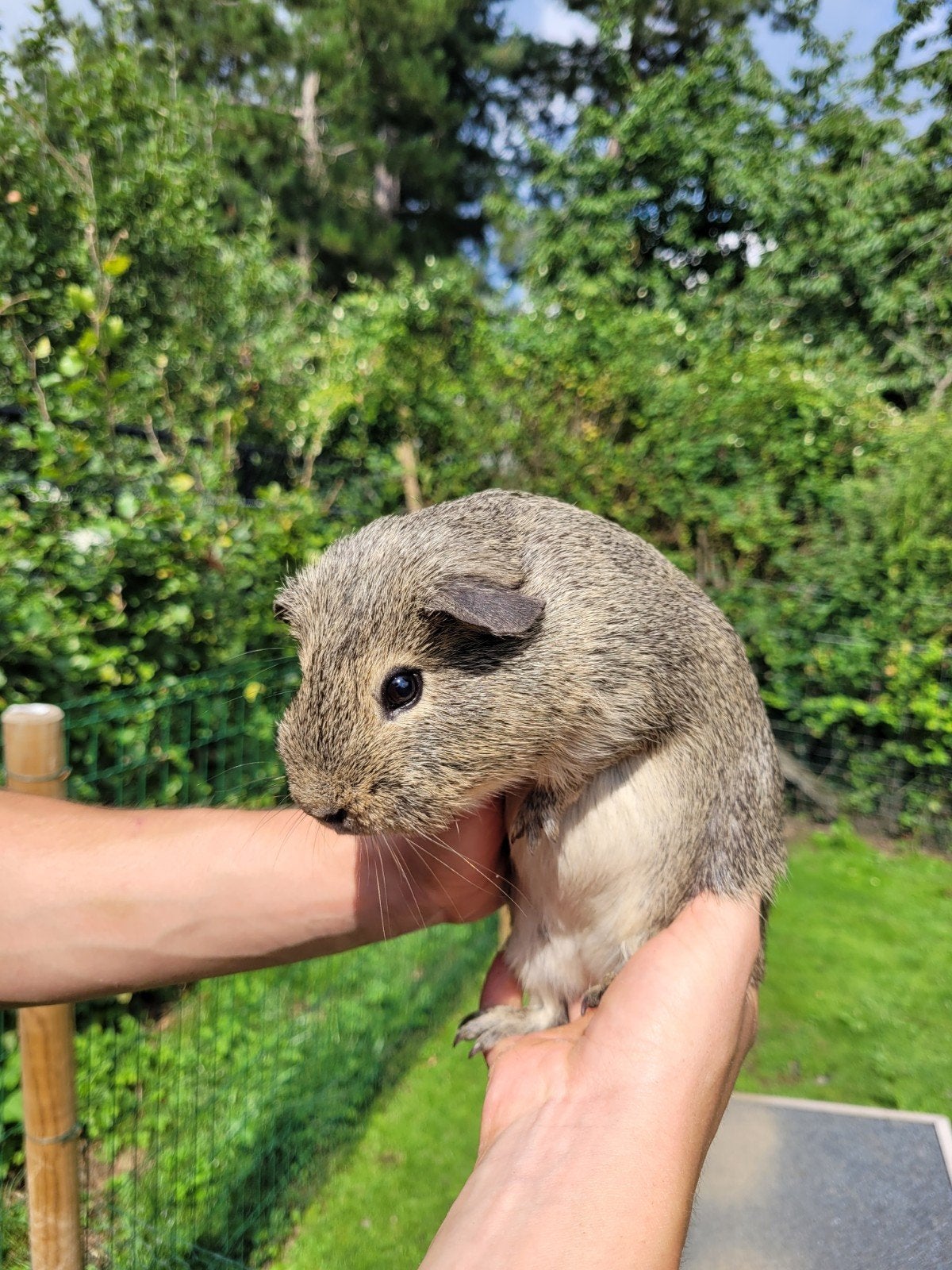 cavia beertje