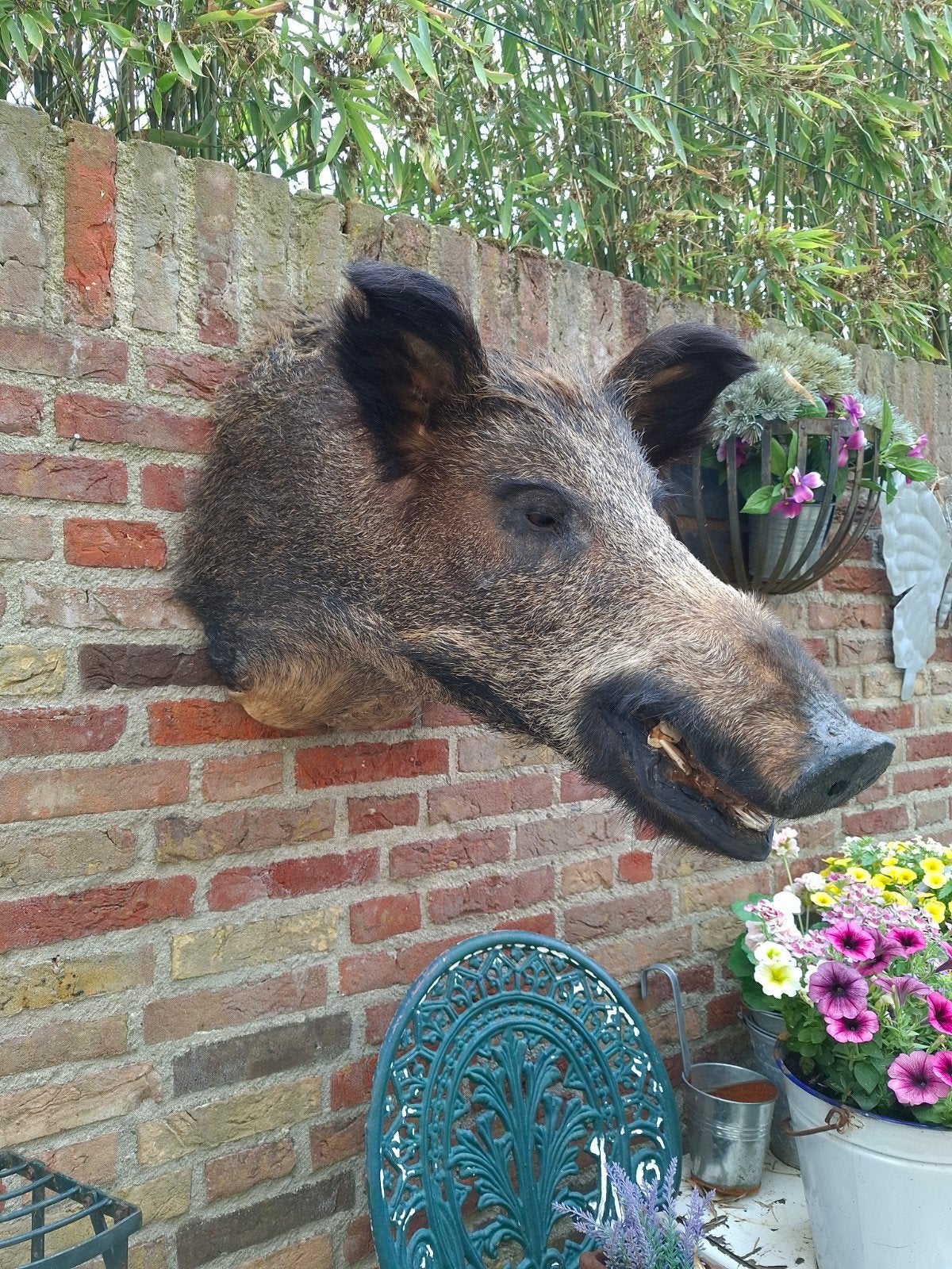 Opgezette kop zwijn groot taxidermie jacht schedel gewei, Ophalen, Wild dier, Gewei of Kop