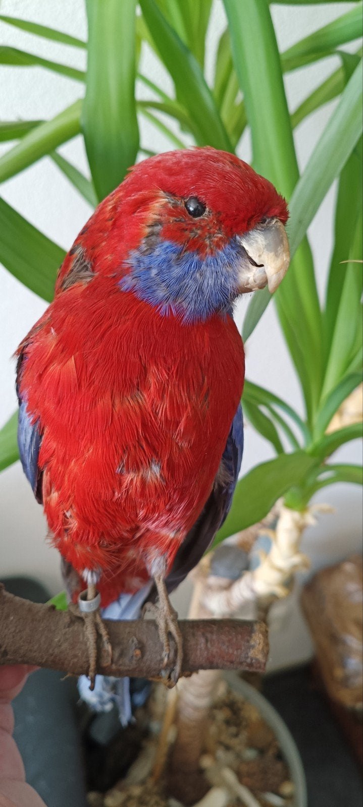 Oiseau de taxidermie australien Rosella en peluche, Enlèvement ou Envoi