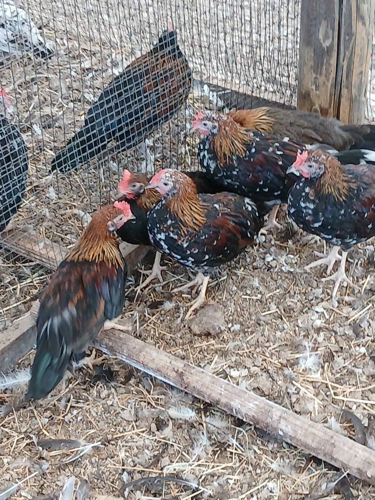 Kuikens geboren op 13/07, Dieren en Toebehoren, Meerdere dieren, Kip