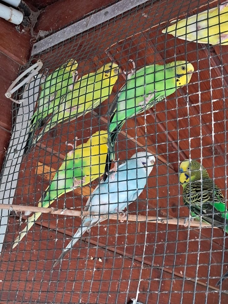grasparkieten, Meerdere dieren, Parkiet