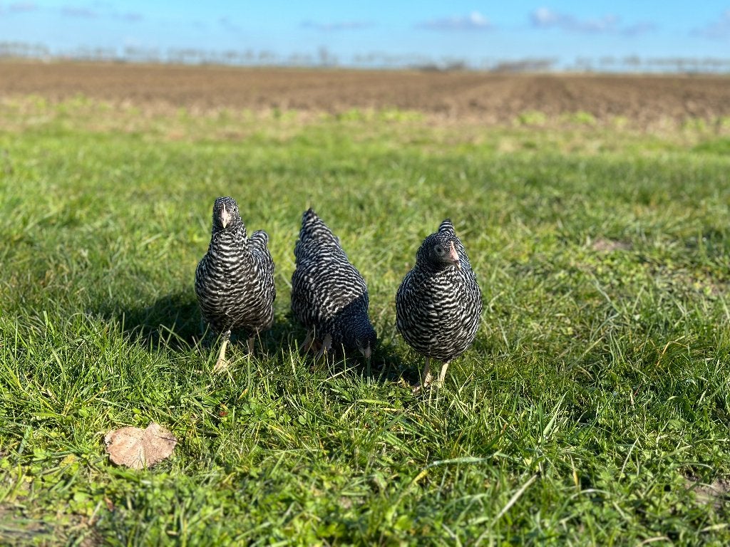 Jonge tamme Amrock kriel kippen gesekst en ingeënt, Dieren en Toebehoren, Pluimvee, Vrouwelijk, Kip