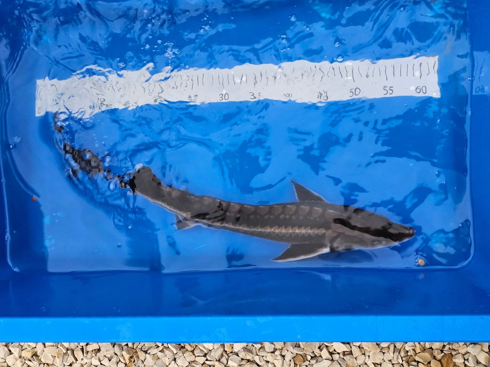 prachtige diamantsteur van ca. 60 cm, Dieren en Toebehoren, Vissen | Vijvervissen, Steur