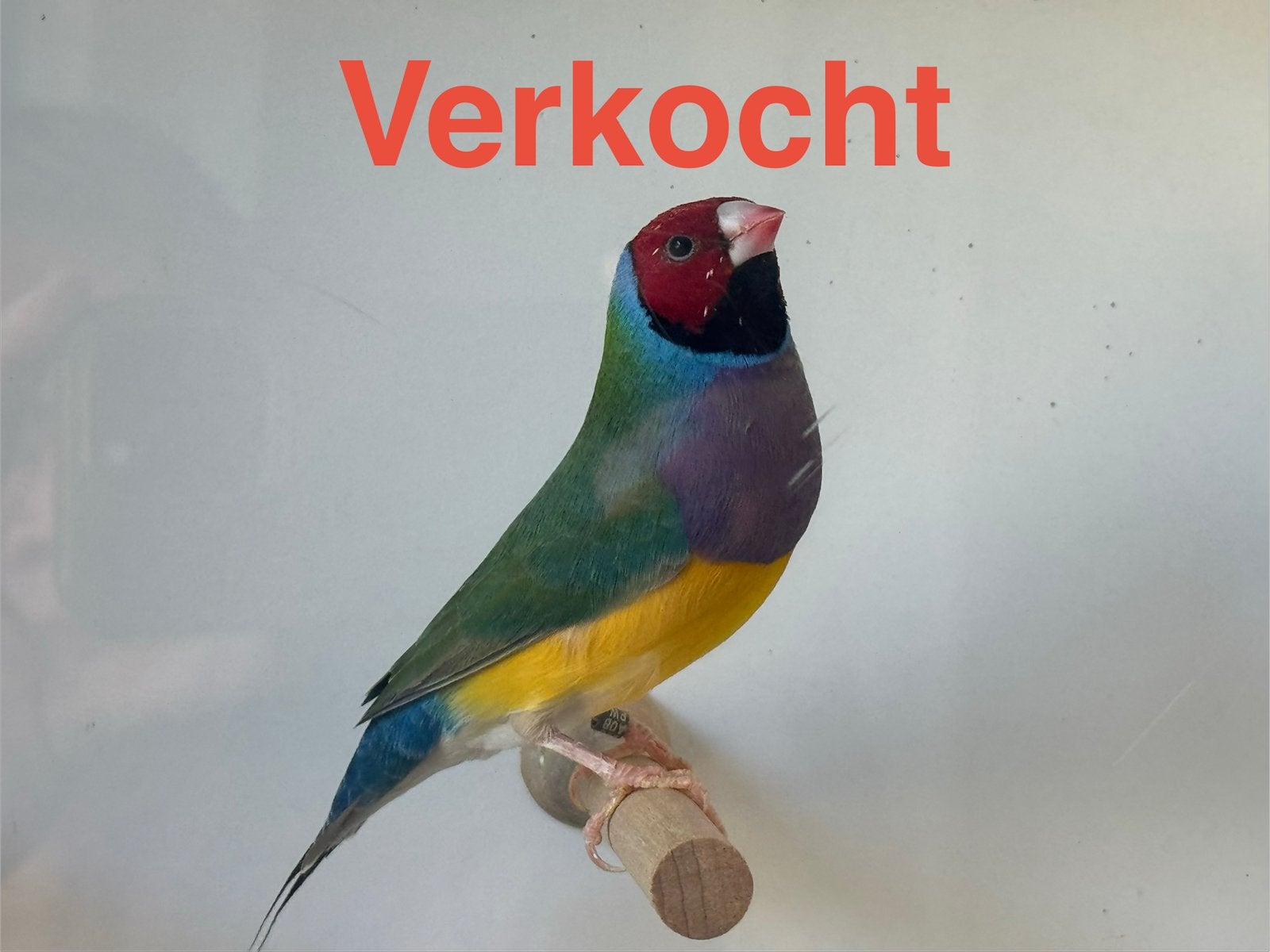 GOULDAMANDINES UIT TT GERICHTE KWEEK TE KOOP, Dieren en Toebehoren, Meerdere dieren, Tropenvogel, Geringd