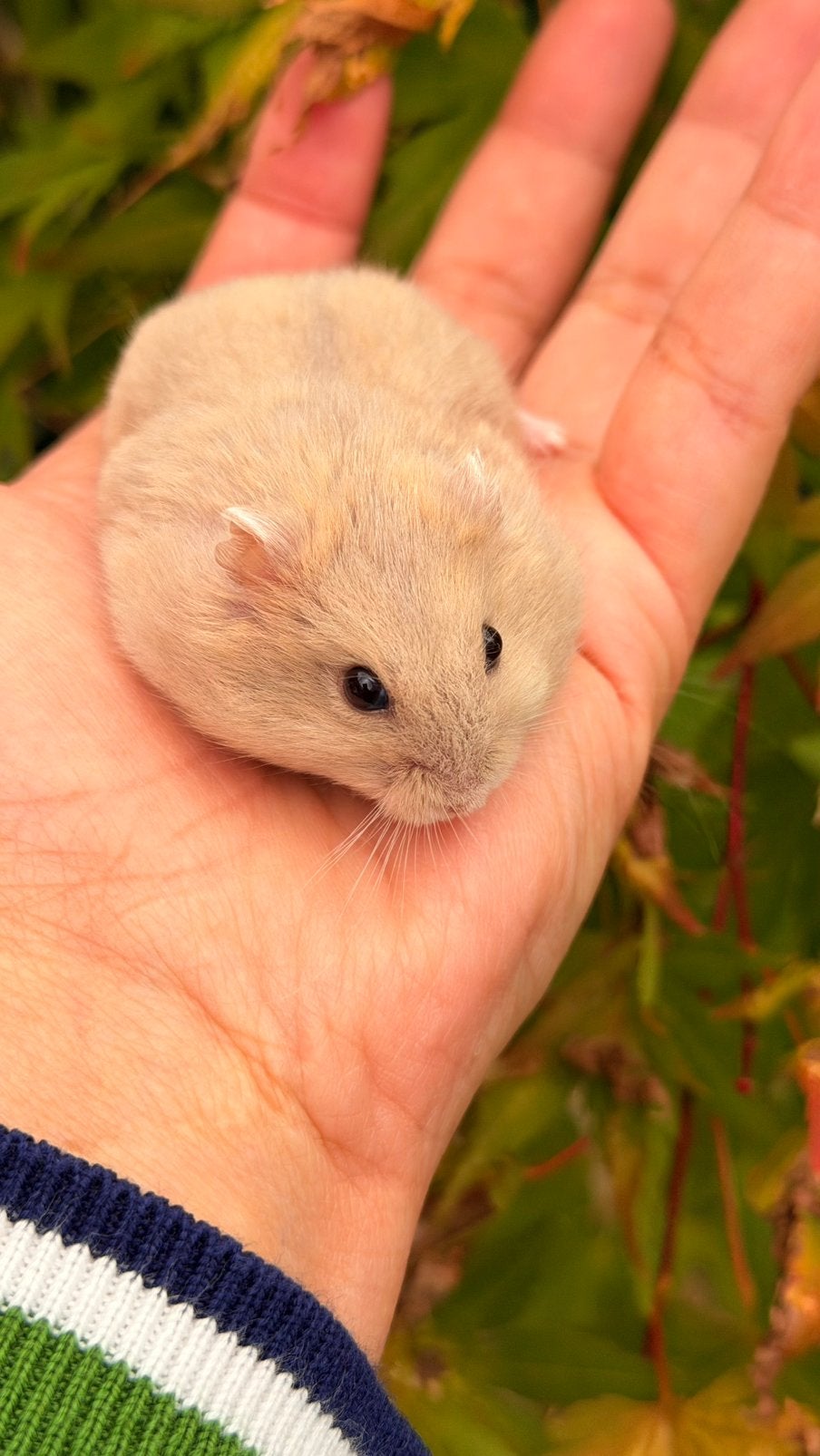 Russische dwerghamster, zeer handtam, Dieren en Toebehoren, Hamster, Augustus, Geslacht onbekend, Tam