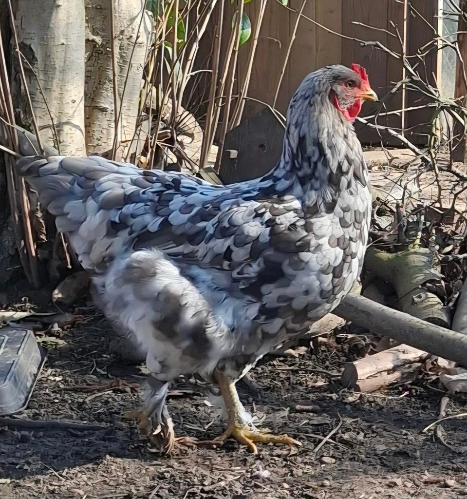 Legkip kruising splash brahma x andalusier hen legt al, Kip