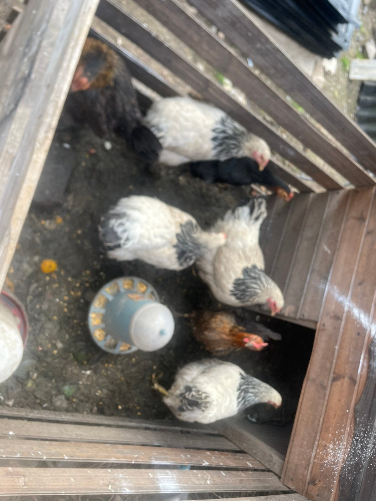 Verschillende brhama leg kiepen, Dieren en Toebehoren, Ophalen