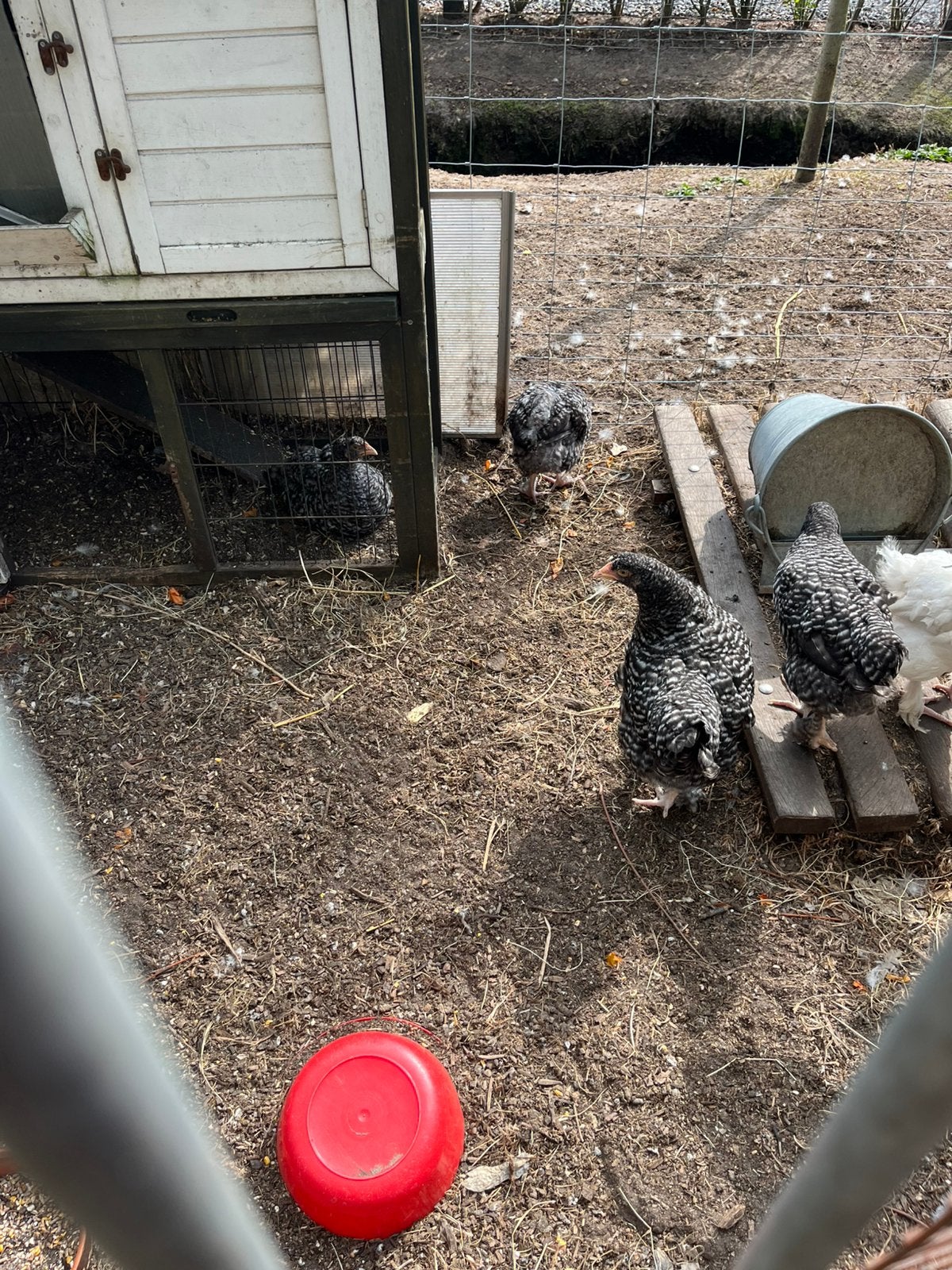 Jonge hennen mechelse koekoek raszuiver !, Dieren en Toebehoren, Pluimvee