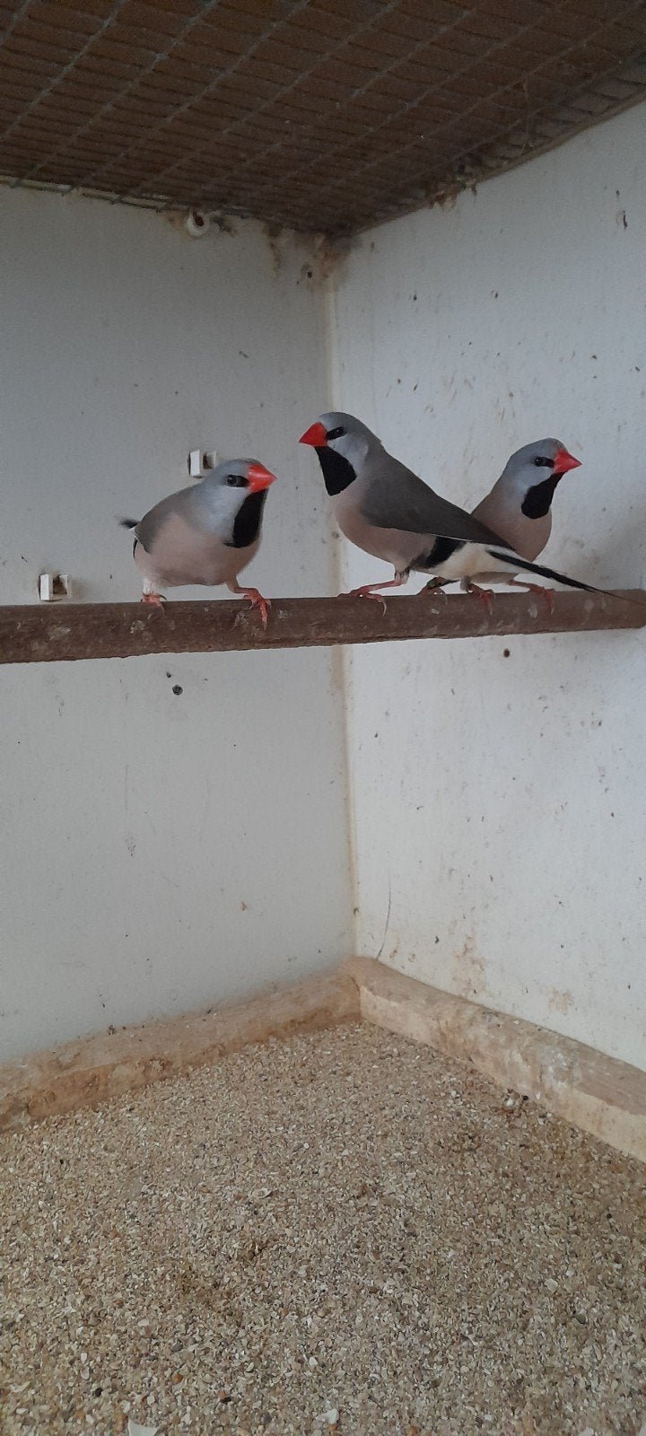 spitsstaartamadines 15€ stuk ,, Dieren en Toebehoren, Vogels | Overige Vogels