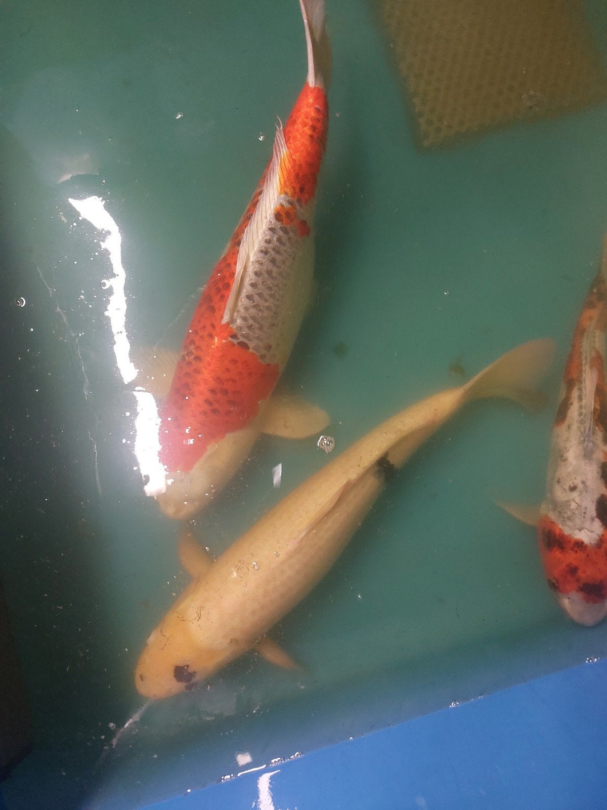 6 grote Japanse kois, Dieren en Toebehoren