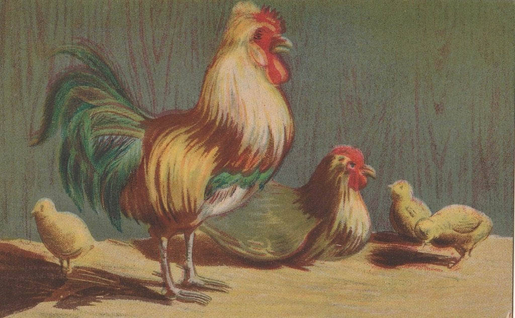 FANTASIE  FAMILIE  KIPPEN, Collections, Cartes postales | Animaux, Envoi, Non affranchie, Oiseaux