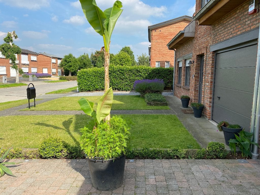 planten, Tuin en Terras, Planten | Tuinplanten, Volle zon, Vaste plant, Zomer, Ophalen