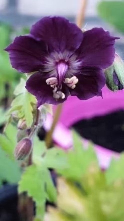 Geranium Phaeum / ooievaarsbek, Vaste plant, Halfschaduw, Zomer, Ophalen