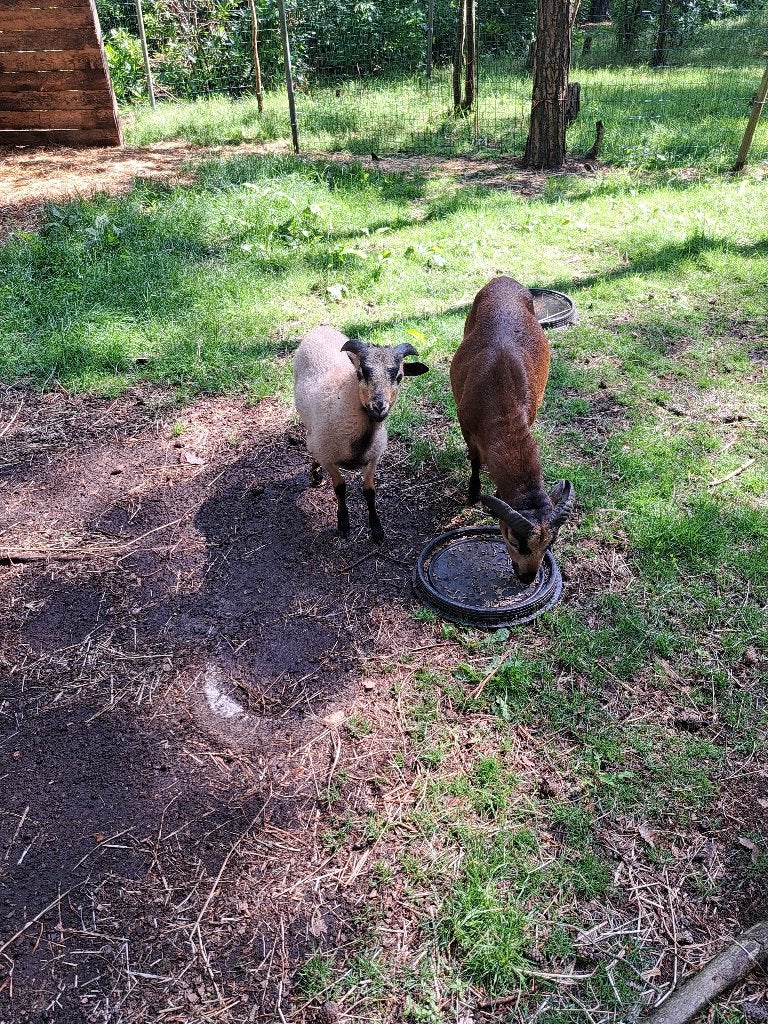 Kameroen ooi en ram lam., Plusieurs animaux, Mouton, 0 à 2 ans