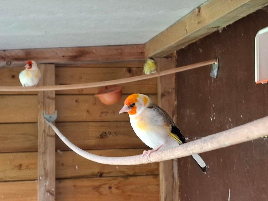 vogel, Mannelijk