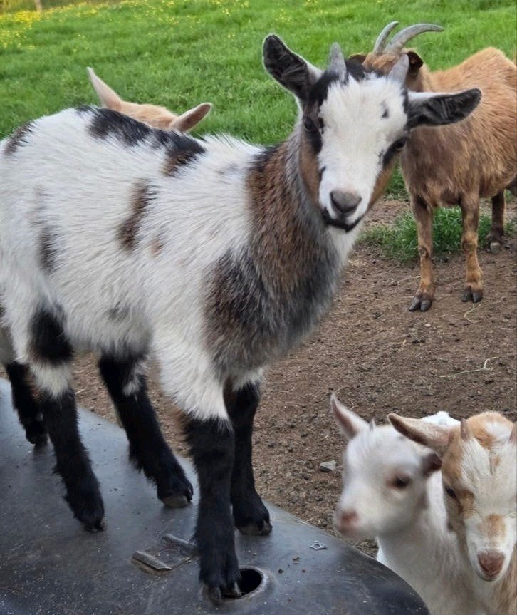 Ter reservatie twee gecastreerde bokjes dwerggeit, Dieren en Toebehoren, Schapen, Geiten en Varkens