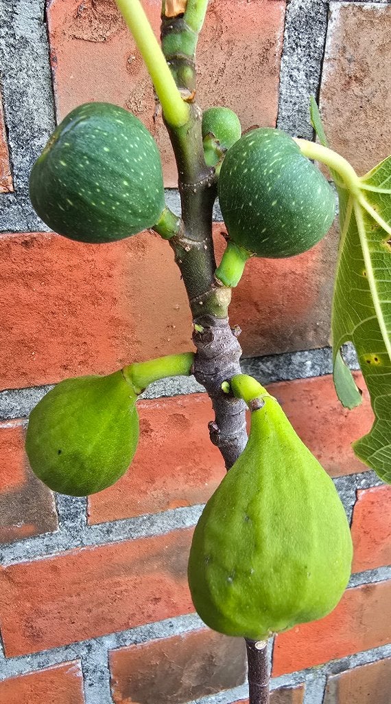 Figuier 'BROWN TURKEY' Ficus Carica 1v1, Figuier, En pot, Plein soleil, Moins de 100 cm