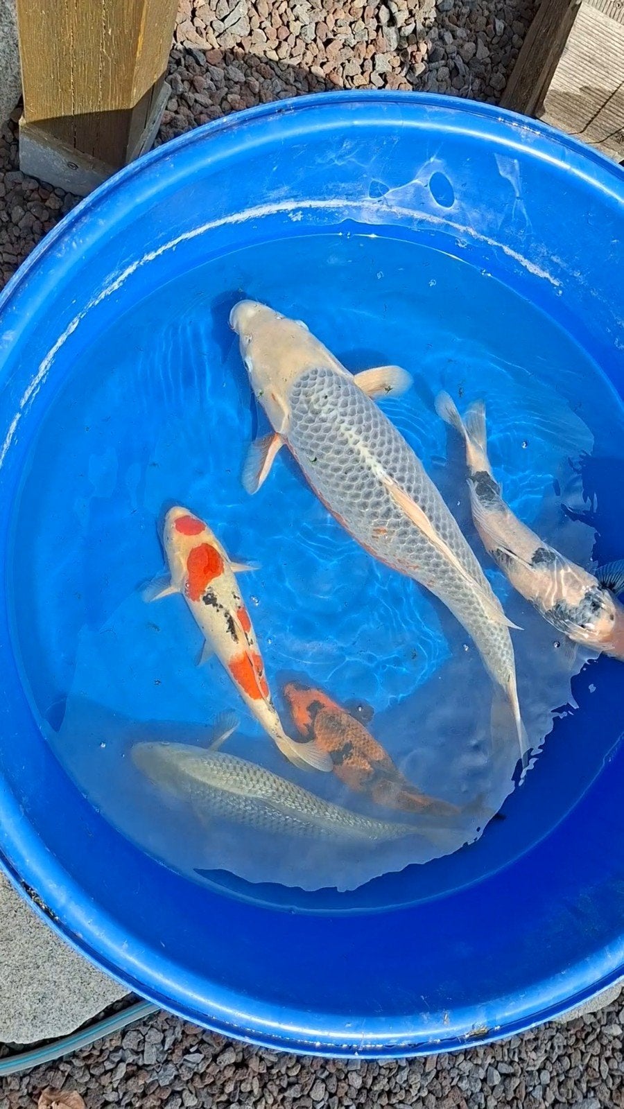 Japanse koi s, Karper of Koi