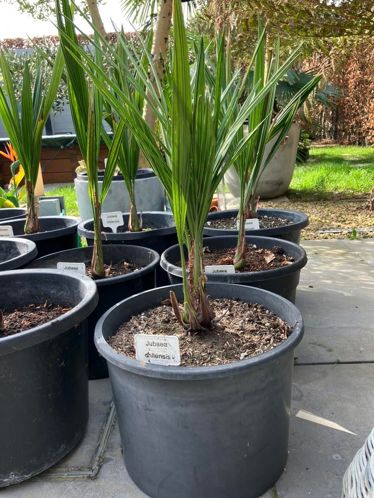 Palmboom jubaea chilensis, Enlèvement, Palmier