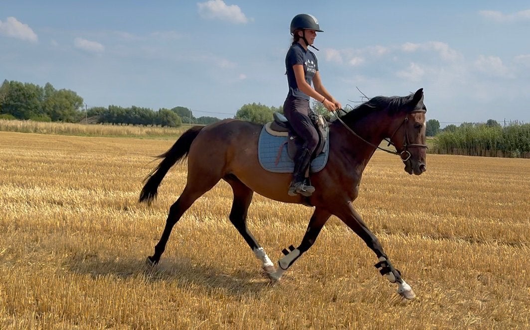 Brave allround ruin, Dieren en Toebehoren, Ruin, B, 3 tot 6 jaar