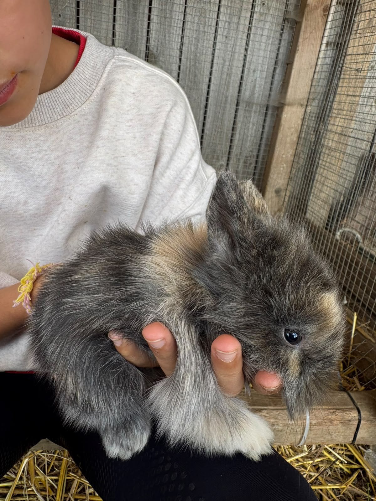Nog twee babies beschikbaar, Dieren en Toebehoren, Geslacht onbekend, Klein, Hangoor, 0 tot 2 jaar