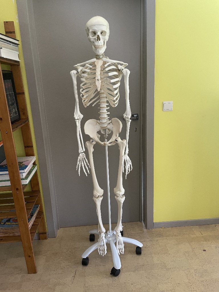 Origineel 3B Scientific Anatomisch Skelet + 141 flashcards, Enlèvement, Comme neuf