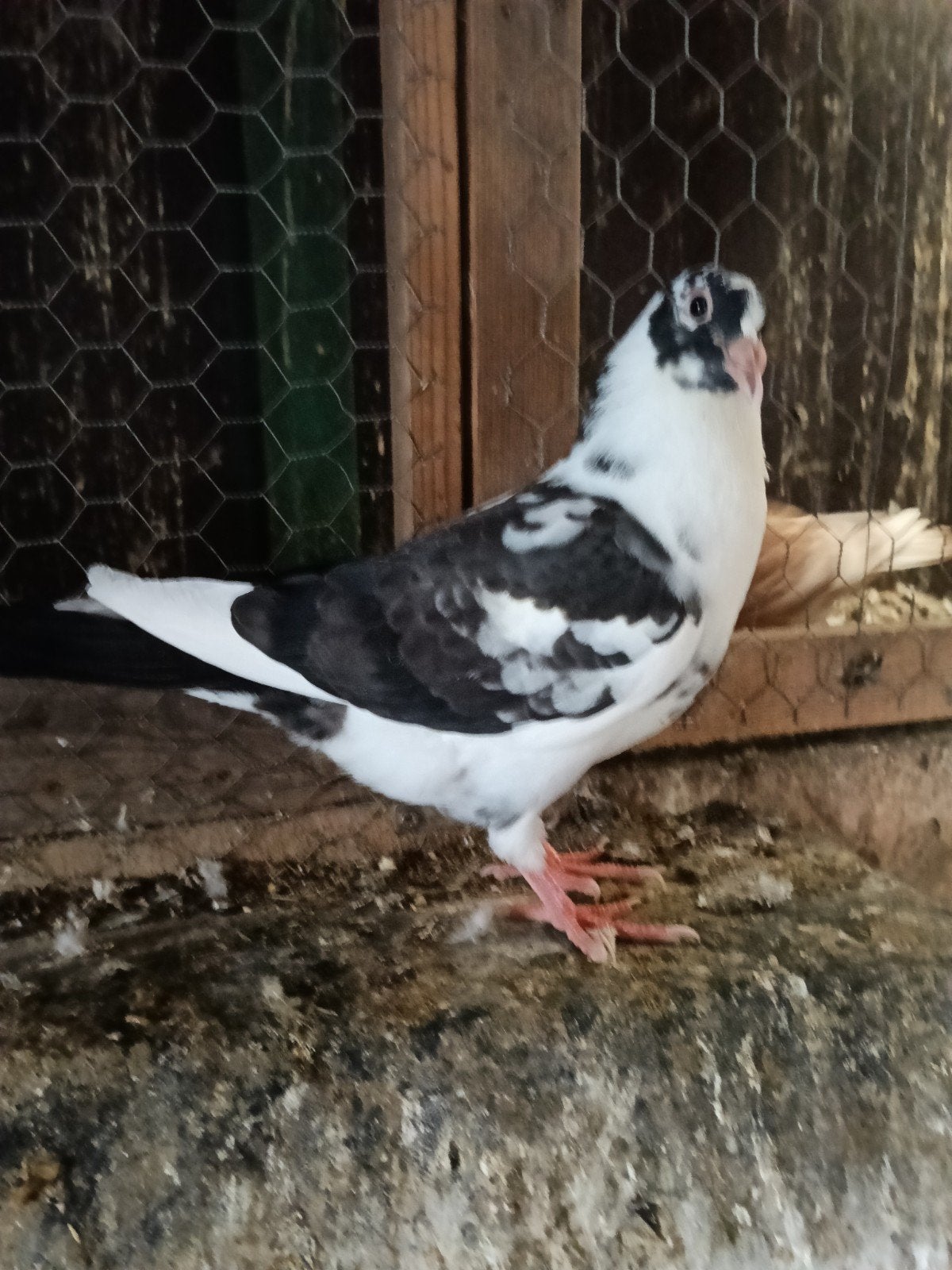 Duuvenjong zwart/wit, Dieren en Toebehoren, Vrouwelijk, Overige soorten