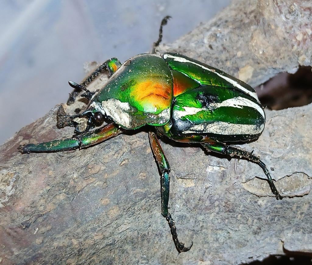 Dicronorhina derbyana larfjes, Dieren en Toebehoren, Insecten en Spinnen