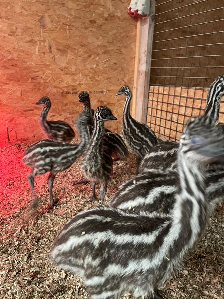 Emoe kuikens, Dieren en Toebehoren