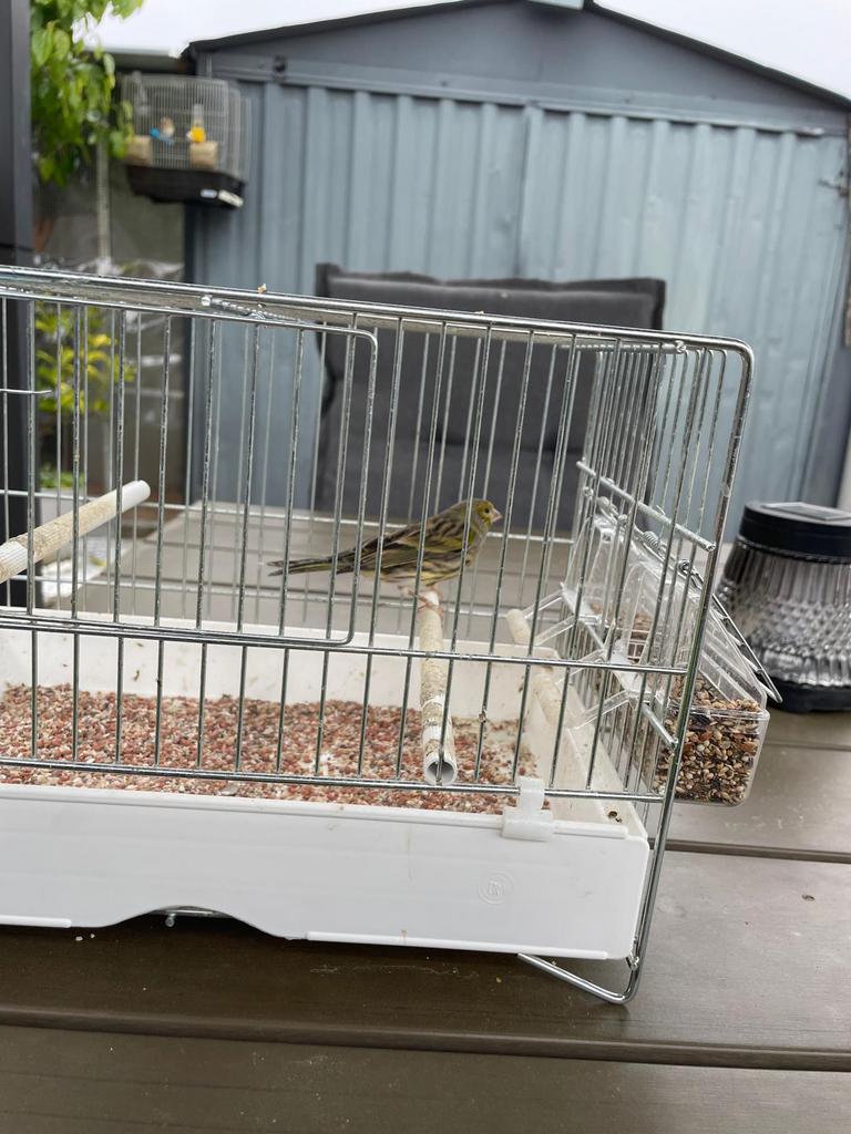 Cine +kanarie kruis man 50€, Dieren en Toebehoren, Vogels | Kanaries