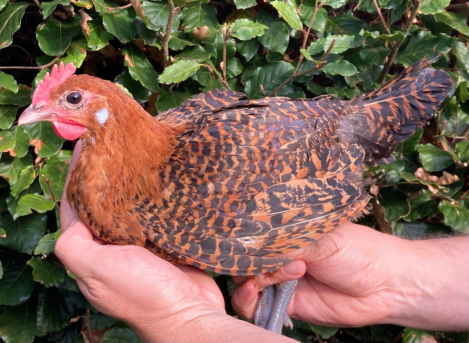 Verschillende hanen van raskippen, Dieren en Toebehoren, Kip