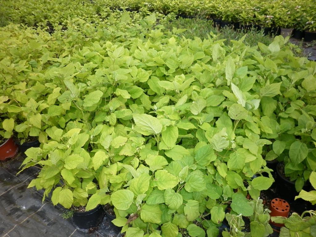 annabelle, hortensia, Tuin en Terras, Volle zon, Vaste plant, Zomer, Ophalen